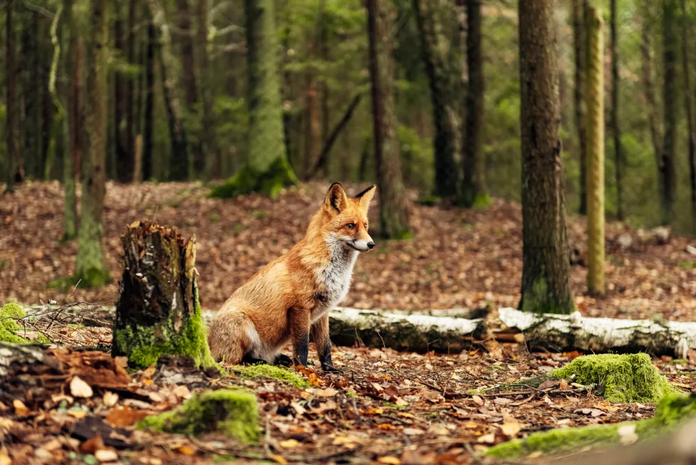 Rotbrauner Fuchs sitzt neben einem Baumstamm in einem herbstlichen Wald, Füchse sind eines der Tiere, für das FAULHABER Lockinstrumente anbietet