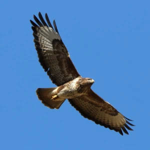 Raubvogel vor blauem Himmel