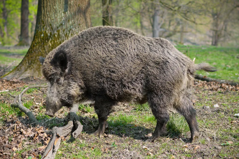 Großes Wildschwein im Wald. Wildschweine sind eines der Tiere, für das FAULHABER Lockinstrumente anbietet